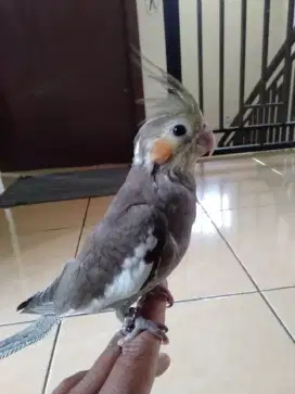 Burung Jinak Falk Australi