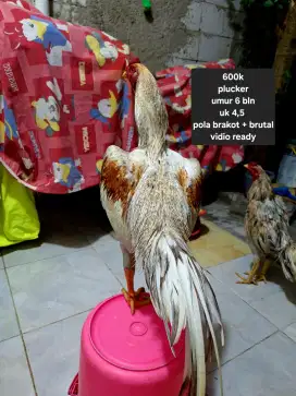 Ayam bangkok plucker