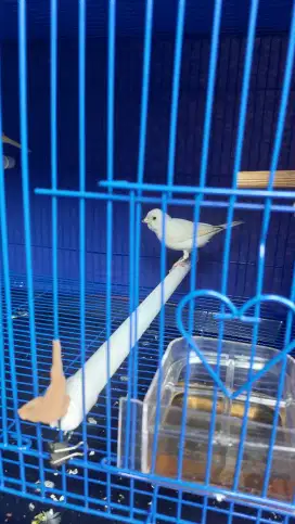 Kenari Betina  siapan
