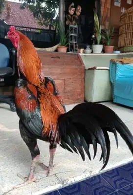Ayam Bangkok Wirkun