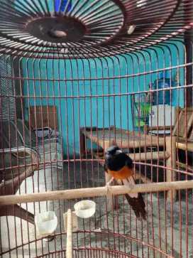 Murai batu sumatera
