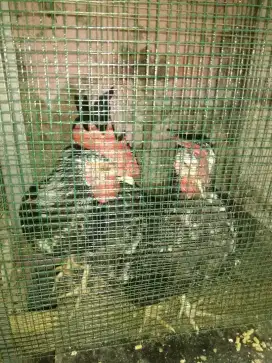 Ayam Kate jantan