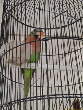 burung Joss nggacor
