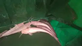 Lele jumbo albino
