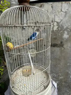Love bird (Jantan)