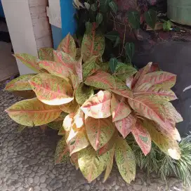 Aglo nema sawangan