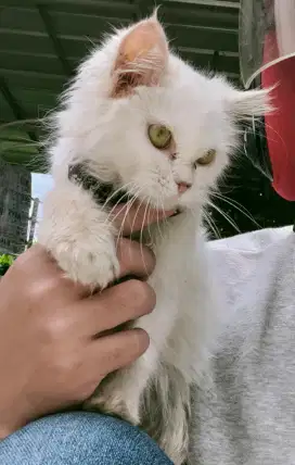 Adopsi anak kucing mix Persia-medium Persia Putih