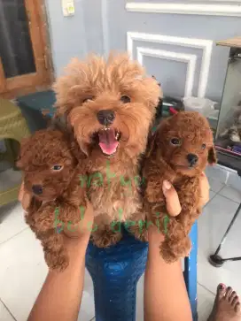 Poodle puppy red lucu