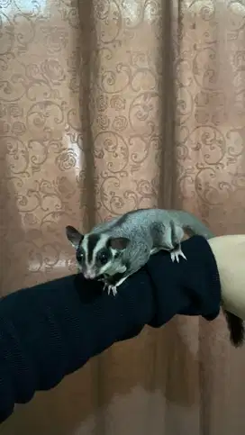 Sugar Glider Betina