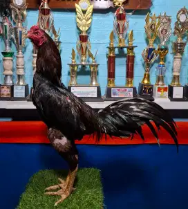 AYAM PAKHOY AYAM PAMA AYAM MANGON AYAM BANGKOK