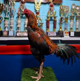 AYAM PAKHOY AYAM PAMA AYAM MANGON AYAM BANGKOK