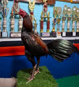 AYAM PAKHOY AYAM PAMA AYAM MANGON AYAM BANGKOK