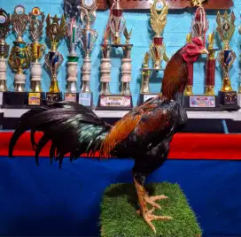 AYAM PAKHOY AYAM PAMA AYAM MANGON AYAM BANGKOK