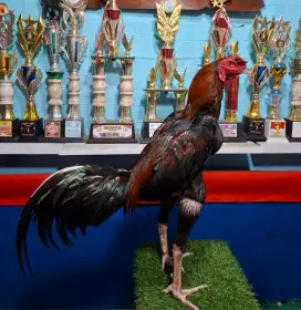 AYAM PAKHOY AYAM PAMA AYAM MANGON AYAM BANGKOK