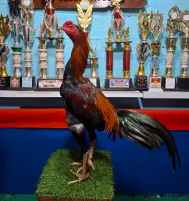 AYAM PAKHOY AYAM PAMA AYAM MANGON AYAM BANGKOK