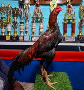 AYAM PAKHOY AYAM PAMA AYAM MANGON AYAM BANGKOK