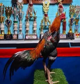 AYAM PAKHOY AYAM PAMA AYAM MANGON AYAM BANGKOK