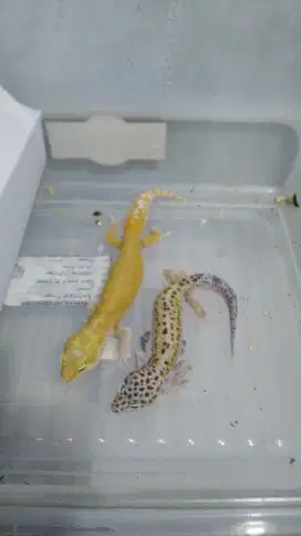 Promo untuk seminggu gecko sepasang