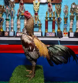 AYAM PAKHOY AYAM PAMA AYAM MANGON AYAM BANGKOK