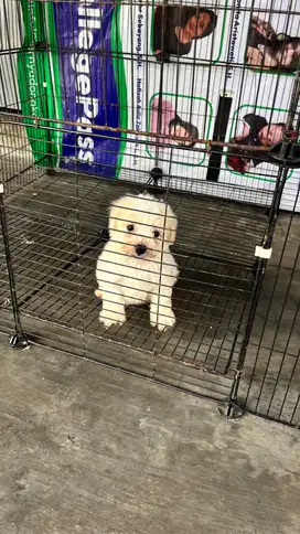 Anak Anjing Corgi mix Poodle