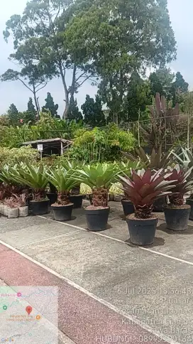 Jual Tanaman hias