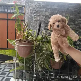 Toy & Tiny Poodle puppies
