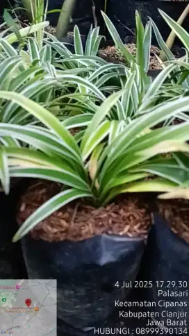 Jual tanaman hias