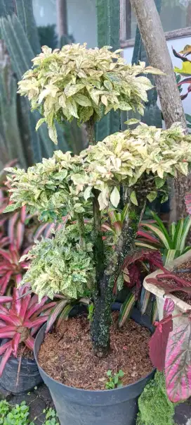 Jual Tanaman buat Taman