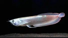 Ikan Arowana Silver