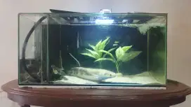 Aquarium size 80 x 40 x 40 & Channa Yellow Sentarum 40 cm.