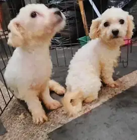 Anakan Bichon non stb makan lancar, sehat lucuu lokasi bandung