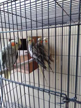 Burung falk Australia dua pasang