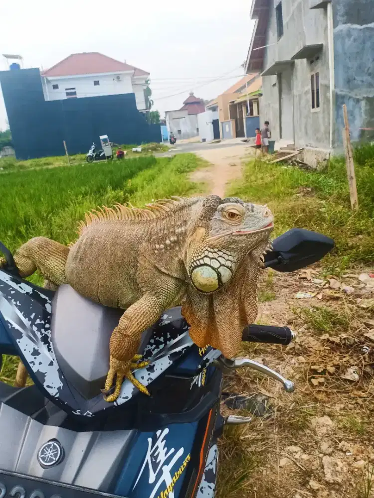 Iguana jumbo jantan dan betina