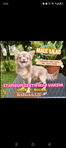 Jual Chihuahua jantan Lilac