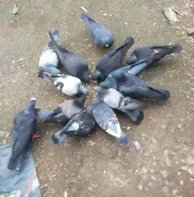 Merpati tinggian