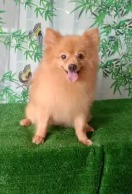 Minipom jantan ganteng