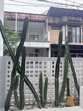 Dijual kaktus tanpa duri/sedikit duri