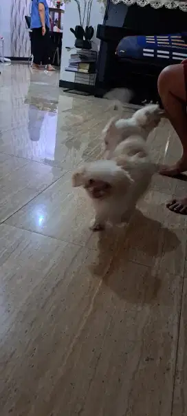 Dijual 2 ekor anjing