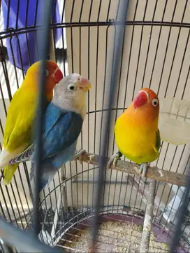 Burung Love Bird