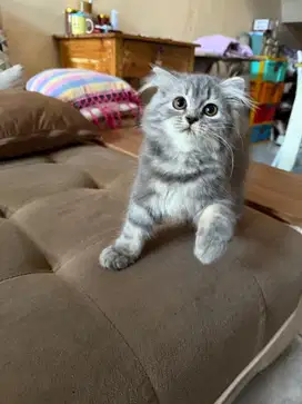 Kucing Munchkin NS anggora persia scottish fold
