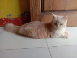 Adopsi kucing persia