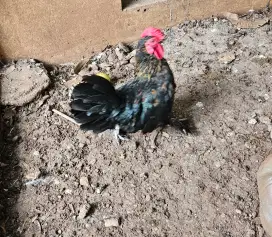 Ayam Kate Jantan