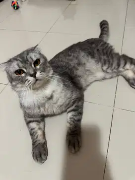 Kucing BSH tabby blue
