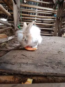 Di jual sepasang kelinci di jual