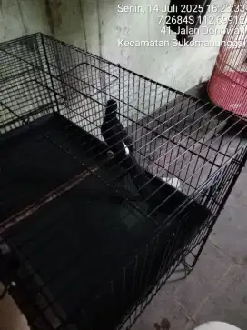 Murai medan  ekor 18 harian bunyi