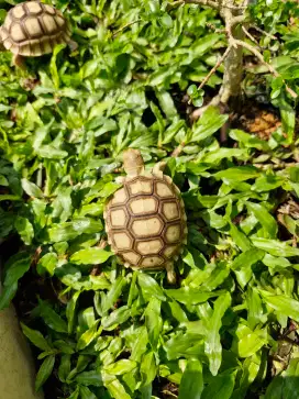 Kura Kura Sulcata Size Baby Up 6,5-7cm