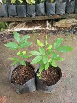 Bibit Tanaman Lengkeng