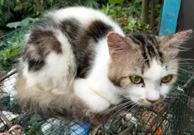 ADOPSI KUCING GRATIS