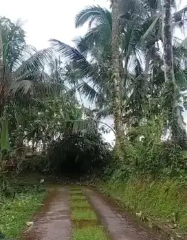dijual tanah komersil los sungai tegalalang ubud