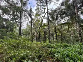 Dijual tanah pejeng dekat ke ubud